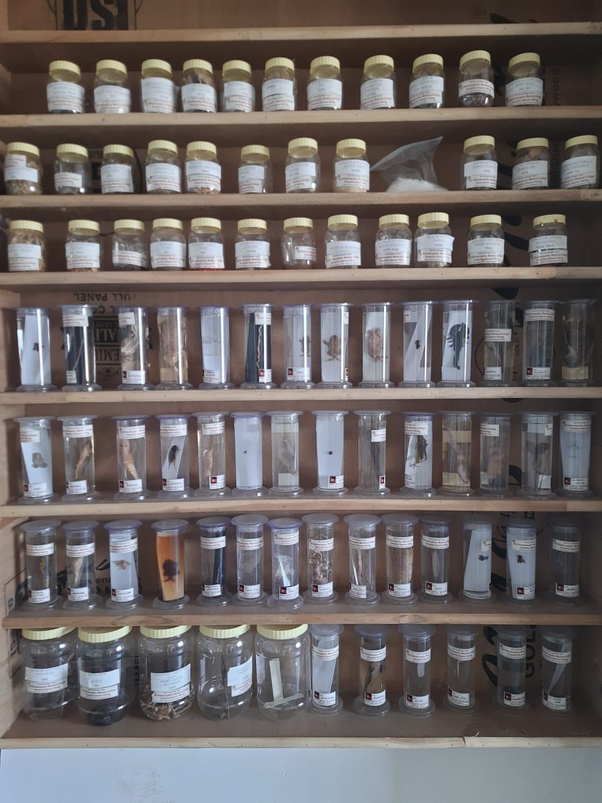 Materia Medica Library image